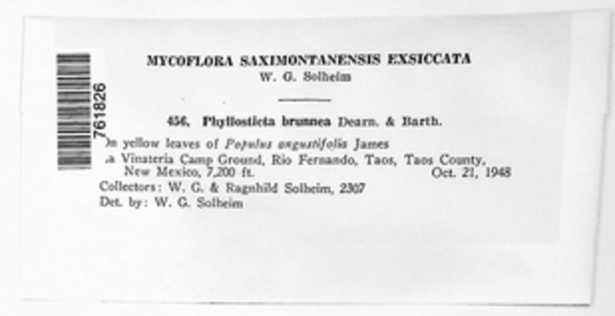 Phyllosticta brunnea image